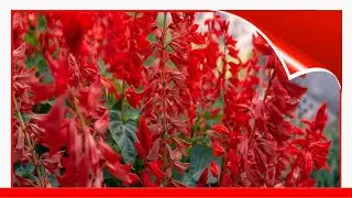 10 Popular Species Of Salvia 🛋️