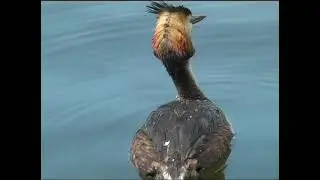 Great Crested Grebe diving