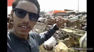 mandi..new..vlog..Muhammad.. mudasir Abdul..wasay Saad..Azam#youtube #vlog