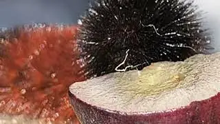 Woolly Worms like grapes 🍇🥰