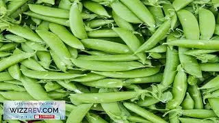 Pea Seeds Heirloom Early Harvesting Non GMO Free Shipping Sugar Snap Variety