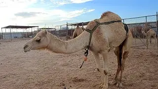 Inside Qatar Camel Farm / Camel Farm Tour / Qatar Camel Farm / Camel's Videos / Animals Videos