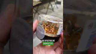 💊🌱 Review de las c&aacute;psulas Divine Wellness: CBD pr&aacute;ctico y efectivo para todos los d&iacute;as