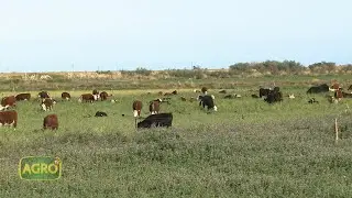 El desafío de integrar agricultura y ganadería en Patagonia (#924 2021-04-17)