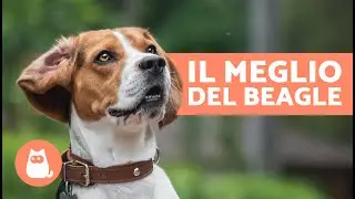 VANTAGGI di avere un BEAGLE🐶✅ (7 MOTIVI PRINCIPALI)