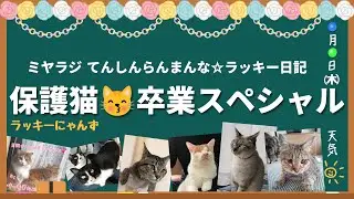 【#ミヤラジ】保護猫ラッキーにゃんず卒業スペシャル【総集編】
