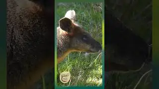Adorable Swamp Wallaby￼ eating grass & scratching its tummy - Yuin Country #naturedocumentary #wild