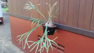 Platycerium Lemoinei - Staghorn fern - Elkhorn