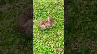 Aww bunny