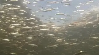 In the Middle of a Glass Minnow Bait Ball - 1080p