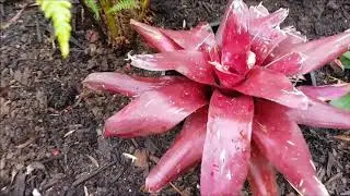 Small tropical garden in Adelaide, Australia