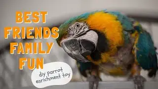 Family Fun! DIY parrot enrichment toy