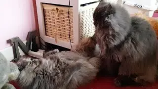 Fluffy Perdoll Cats, Blu and Misty' Play Fight Turns Intense! 🐾🥊