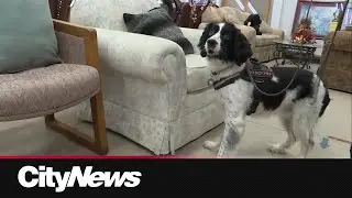 Meet Dash, one of Edmonton&rsquo;s bed bug hunting dogs