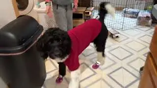 QUMY Dog Shoes for Large Dogs, Medium Dog Boots & Paw Protectors for Winter Snowy Day Review