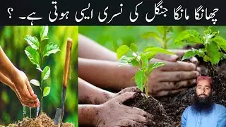 Beautiful scenery of small trees in the forest of Changa Manga | چھانگا مانگا جنگل