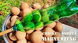 Chicku/Sapota Harvesting at home lHarvesting Sapota using DIY Fruit Picker lHow to harvest Sapodilla