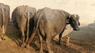 Top class beautiful pure neeli Ravi tow buffalo far Sal in punjab Pakistan on YouTube,,14,1,2026