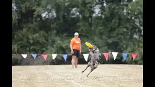 Dubai&rsquo;s Toss and fetch round at 2022 USDDN disc/frisbee dog event
