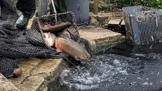 5./6. '25 Fisk til søerne / Fische für die Angelseen / Fish for the lakes