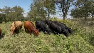 Dexter Cattle Grazing Fall Pasture And Why Cow #1 Is Leaving The Ranch