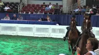 Equitation Championship - Open, Walk - Trot,  Rider 8 Years Old and Under - Mile Olivier