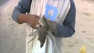انتشار ظاهرة صيد طائر السمان في غزة