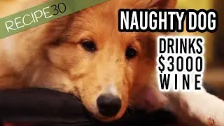 Naughty Dog Whiskey пьёт дорогое вино — смотрите, что происходит
