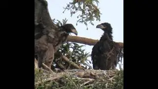 Bald Eagle family (week 7): eaglets learning from each other