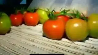 Nero Salsefrica e pomodori importatore il commercio all'ingrosso LTD