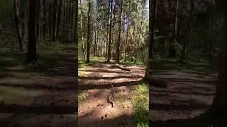 Windy and sunny in the forest #shorts #nature #travel #forest #belarus