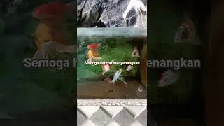 waktunya bermain ikan koi #liriklaguindo #cover #quotes #ikanemas #aquascape