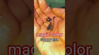 Colorful Guppy Fish Varieties | Types, Colors & Patterns Explained