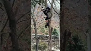 Baby panda missed the grip, pulling a full free fall #panda
