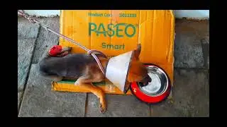 🦴🐕🐈MY PET ,A MULTI SPECIALTY PET HOSPITAL, THANA,KANNUR DISTRICT ,KERALA , INDIA 🦴 🐕🐈