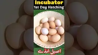 Eggs Hatching #aseel #egghatched #birds #animals #pets #youtubeshorts #shrots #zooathome
