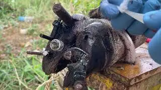 Cow Hoof Care Steps on Nails Remove Cut and Trimming Remove Metal Screw From Cow Foot