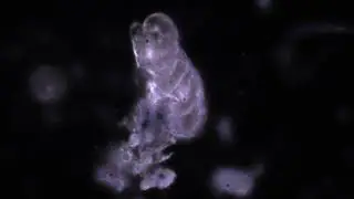 Tardigrade with zwo asi290mc