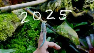 Every Vivarium & Aquarium We Built in 2025