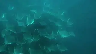 Mobula Ray Migration in Baja California Sur