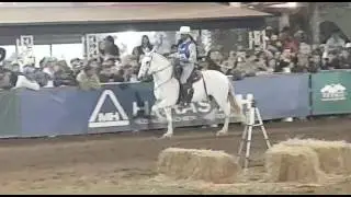 Reitora elfar