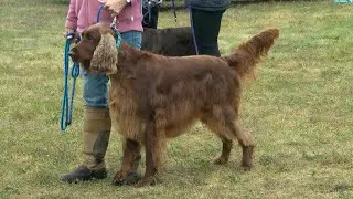 Paul Bunyan Dog Training Association Hosts Bemidji UKC Dog Show | Lakeland News