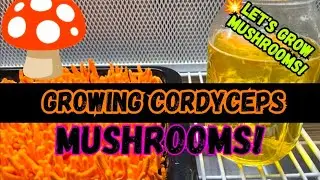 🍄Выращиваем грибы кордицепс!💥Давайте выращивать грибы! #Грибник #Кордицепс #Микология