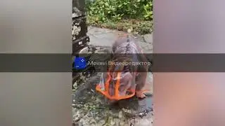 Приколы с животными