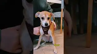 Putting on a dog harness doesn&rsquo;t need to be complicated