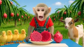BimBim The Monkey Harvests Dragon Fruit and Shares with Ducklings and Baby Goat | BimBim Monkey