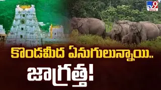 Full & Final : కొండమీద ఏనుగులున్నాయి.. జాగ్రత్త! - TV9