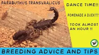 Scorpion breeding ft. Parabuthus transvaalicus. IT TOOK INSANELY LONG !!!!