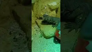 Schwarze Dornschwanzagame 💛 | 🐍 Viking Reptiles #shorts