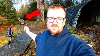 Searching For Wallabies In Scotland Before They're Gone